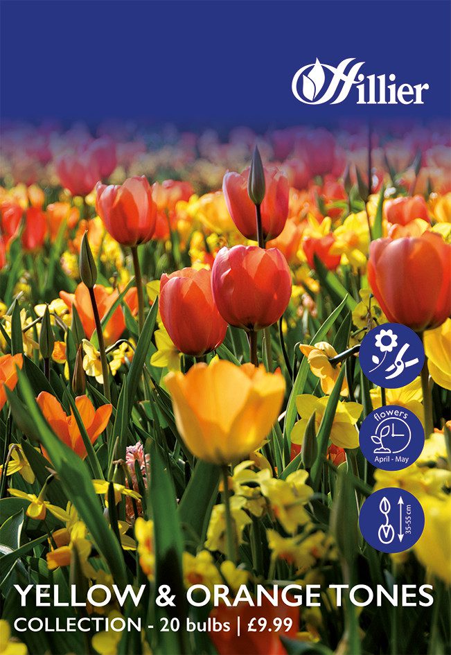 8718641999844 1 Yellow Orange Tones Collection Bulbs.jpg